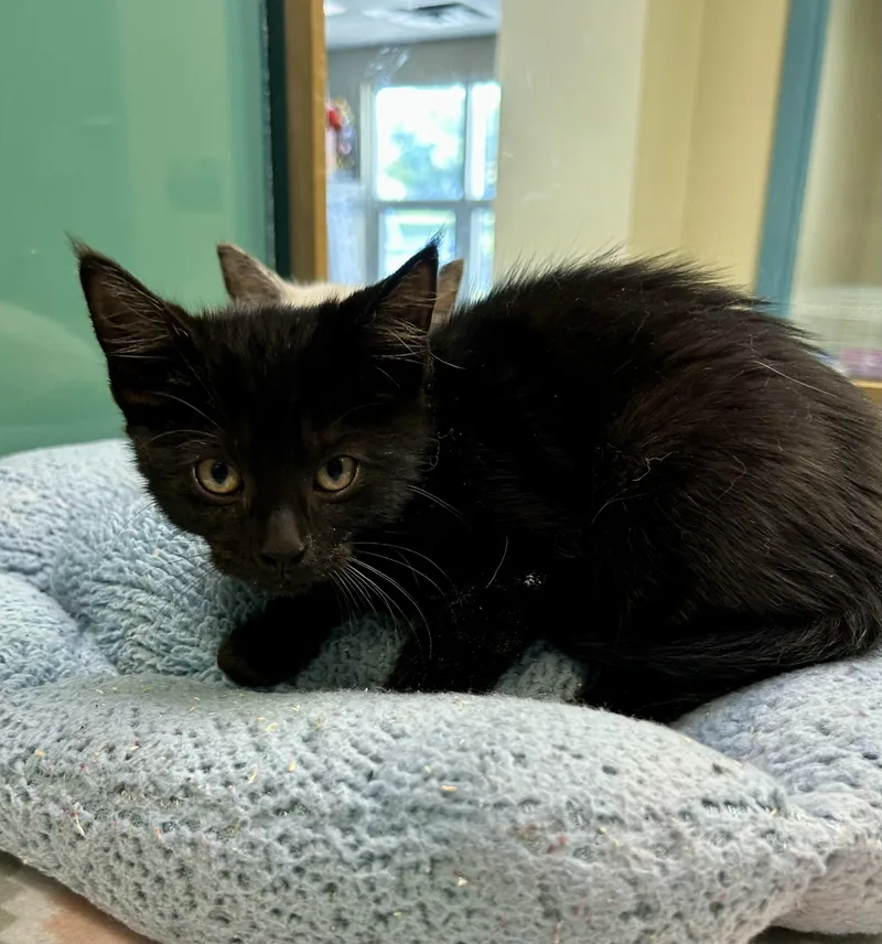 A baby medium-sized female Black Domestic Short Hair cat named Miley for adoption in Suffolk, VA