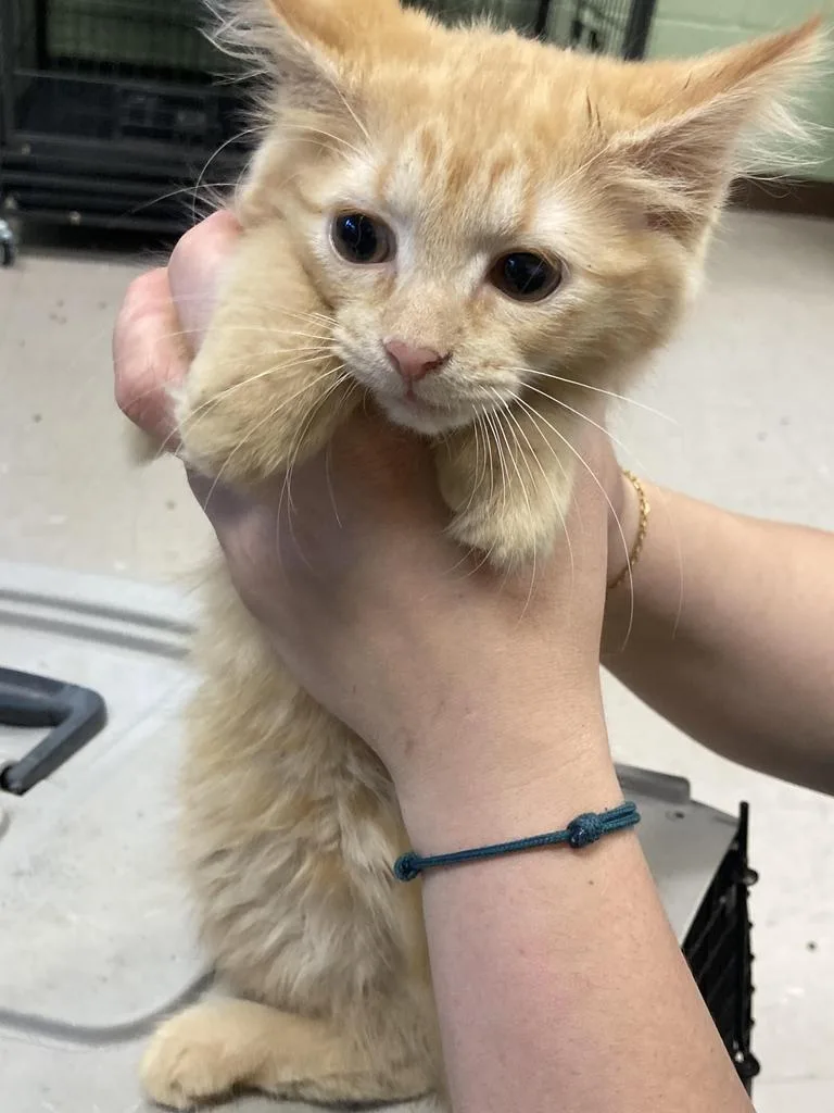 A baby medium-sized female Domestic Long Hair cat named Stubbs for adoption in Burnsville, NC