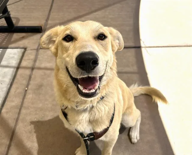 A young large-sized male Labrador Retriever dog named Marty for adoption in Martinez, CA