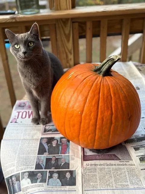 An adult large-sized male Domestic Short Hair cat named Nimbus for adoption in Blountville, TN