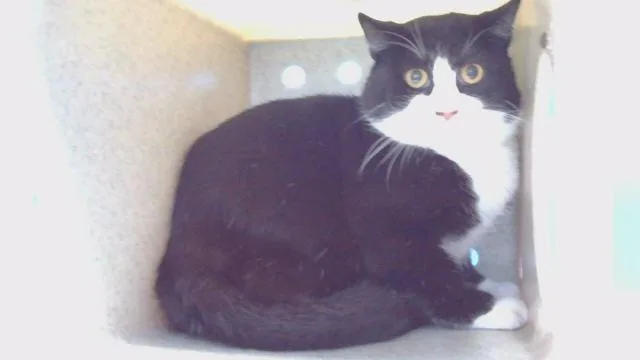 An adult large-sized male Domestic Short Hair cat named Brady for adoption in Castaic, CA