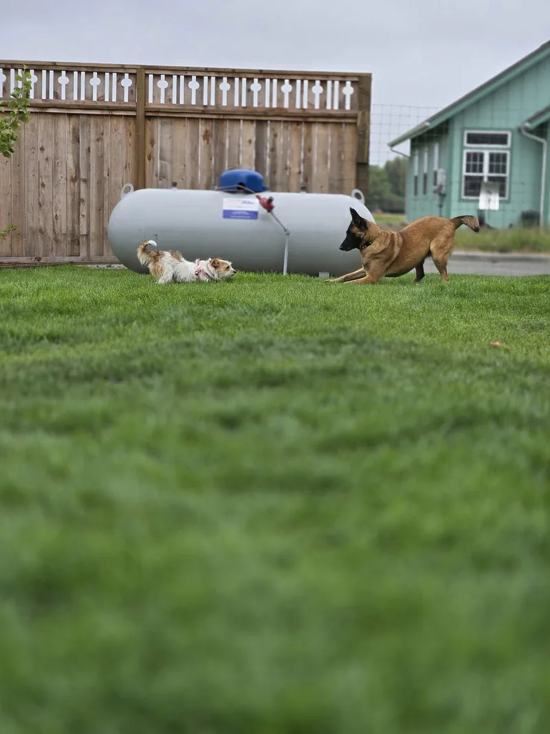 Cinnamon thumbnail 4