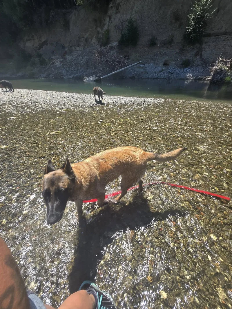 Cinnamon thumbnail 5