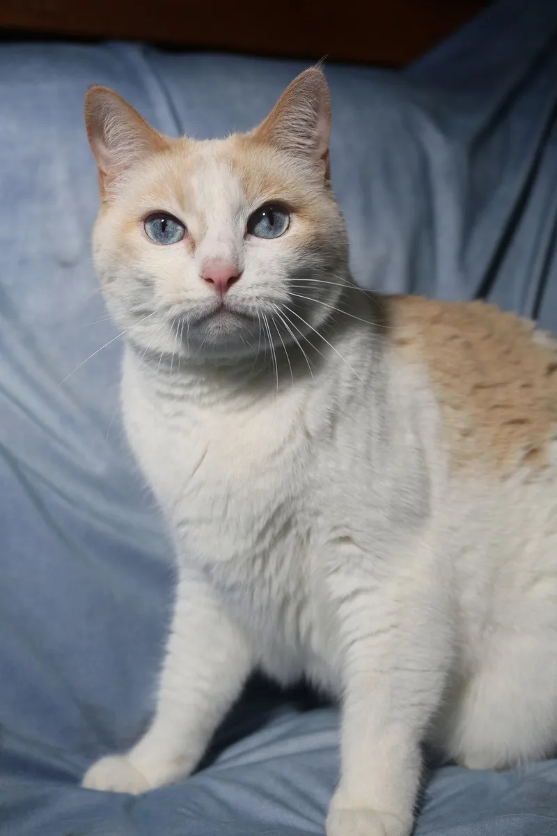 A young medium-sized male Buff / Tan / Fawn Domestic Short Hair cat named Beaumont for adoption in New Prague, MN