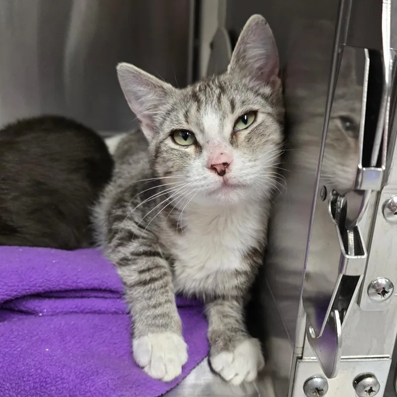 A baby medium-sized female Brown / Chocolate Domestic Short Hair cat named Layla for adoption in Spokane, WA