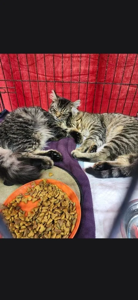 A young large-sized male Domestic Short Hair cat named Thistle for adoption in Elyria, OH