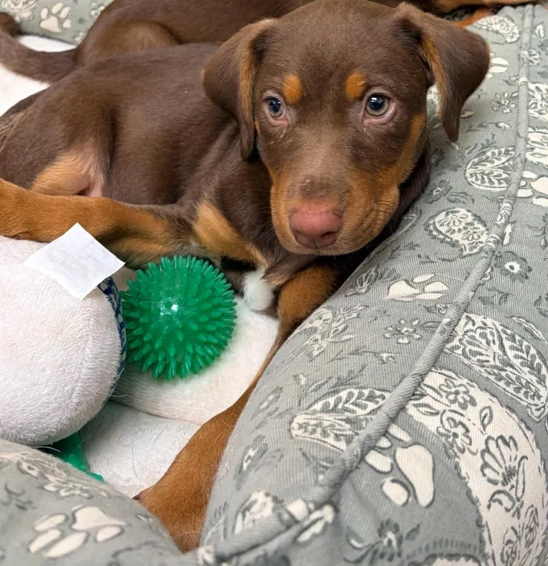 A baby medium-sized female Mixed Breed dog named Nougat for adoption in Batesville, AR