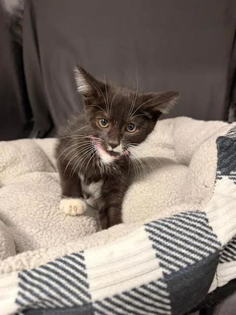 An adult small-sized female Domestic Short Hair cat named Boop for adoption in Appling, GA