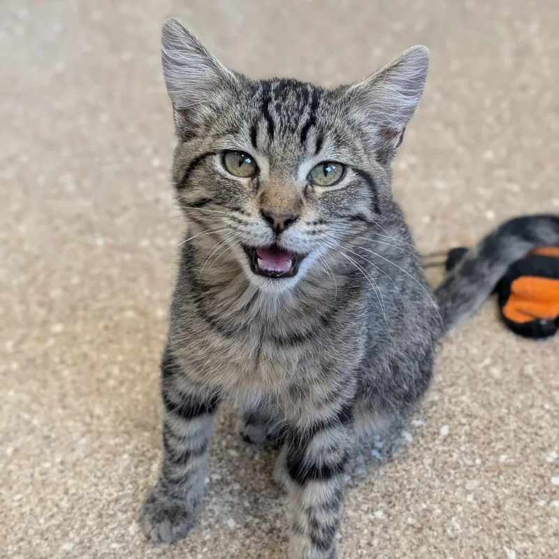 A baby small-sized male Brown / Chocolate Domestic Short Hair cat named Spunky for adoption in Sonoma, CA