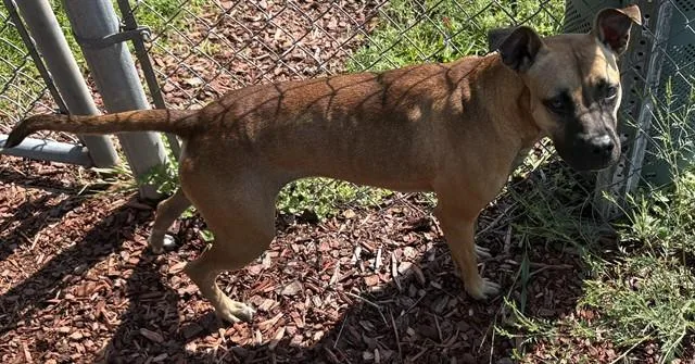A young medium-sized female Feist dog named Honey for adoption in Panama City, FL