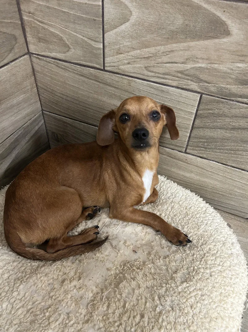 An adult small-sized male Dachshund dog named Scooby for adoption in Pipe Creek, TX