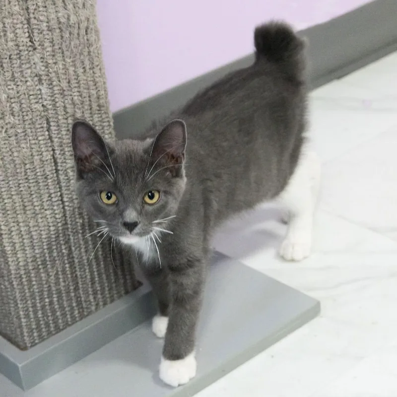 A baby small-sized female Gray / Blue / Silver Domestic Short Hair cat named Dinglehopper for adoption in McKean, PA