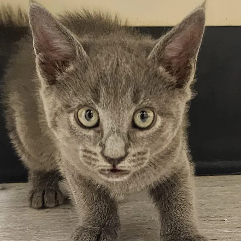 A baby small-sized male Gray / Blue / Silver Domestic Short Hair cat named Dusk for adoption in Elizabeth City, NC