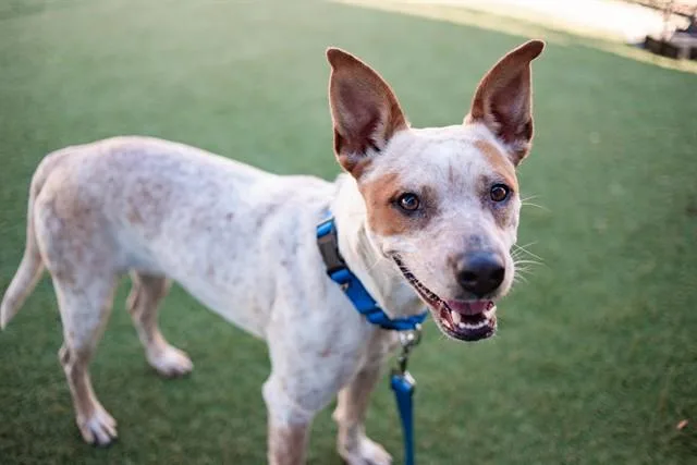 An adult medium-sized female Mixed Breed dog named Mirai for adoption in Dallas, TX