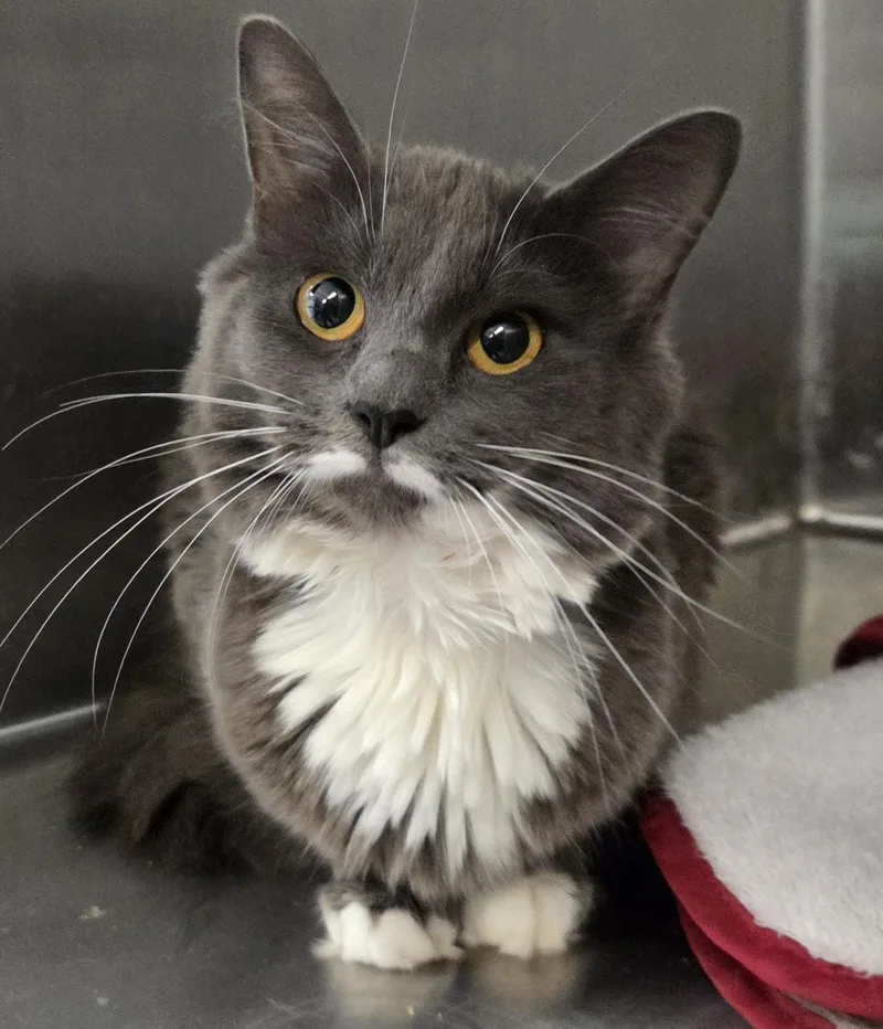 An adult medium-sized female Domestic Long Hair cat named Fiona for adoption in Mansfield Center, CT