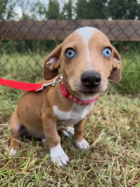Tango