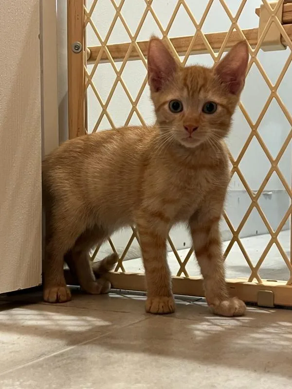 A baby small-sized male Tabby (Orange / Red) Domestic Short Hair cat named Henry for adoption in Wellington, FL