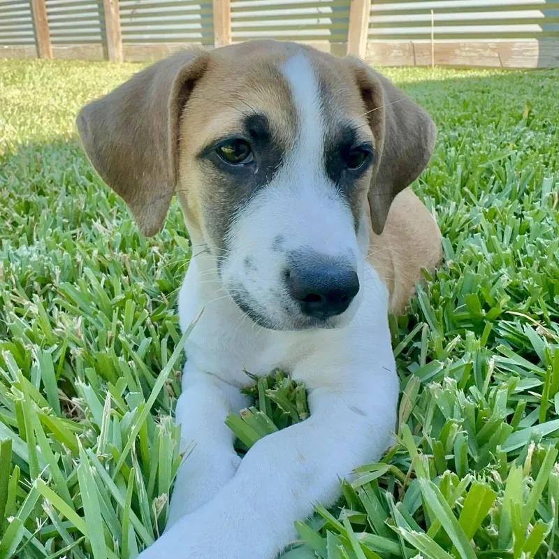 Dottie