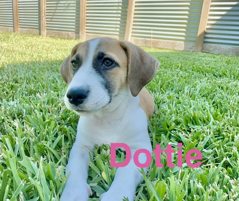 Dottie thumbnail 5