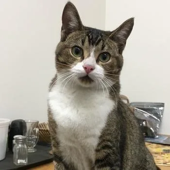 A senior medium-sized male Brown / Chocolate Domestic Short Hair cat named Juju for adoption in Pasadena, CA
