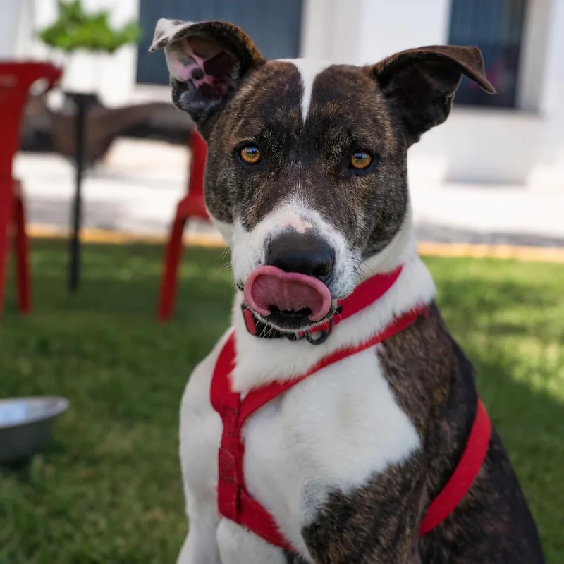An adult medium-sized female American Staffordshire Terrier dog named Sahara for adoption in Orange, CA