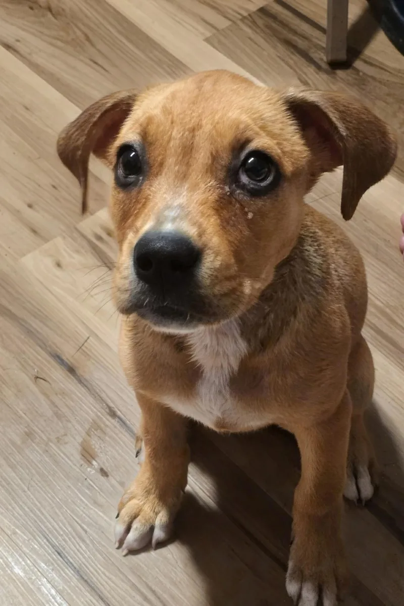 A baby medium-sized female Boxer dog named Poptart for adoption in Scottsburg, IN