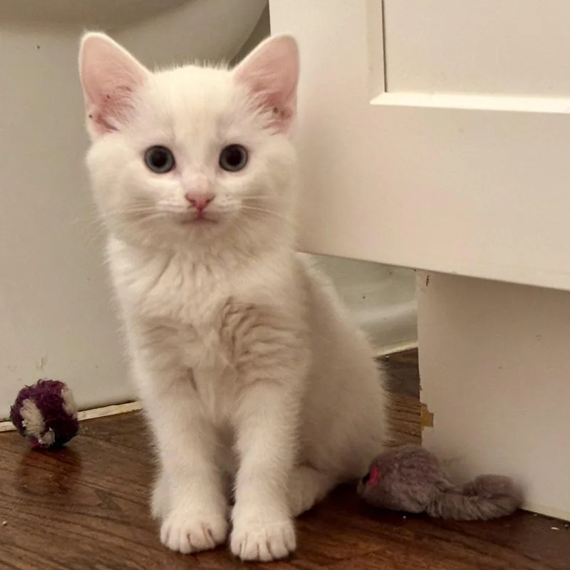 A baby medium-sized female White Domestic Short Hair cat named Cadence for adoption in Garland, TX
