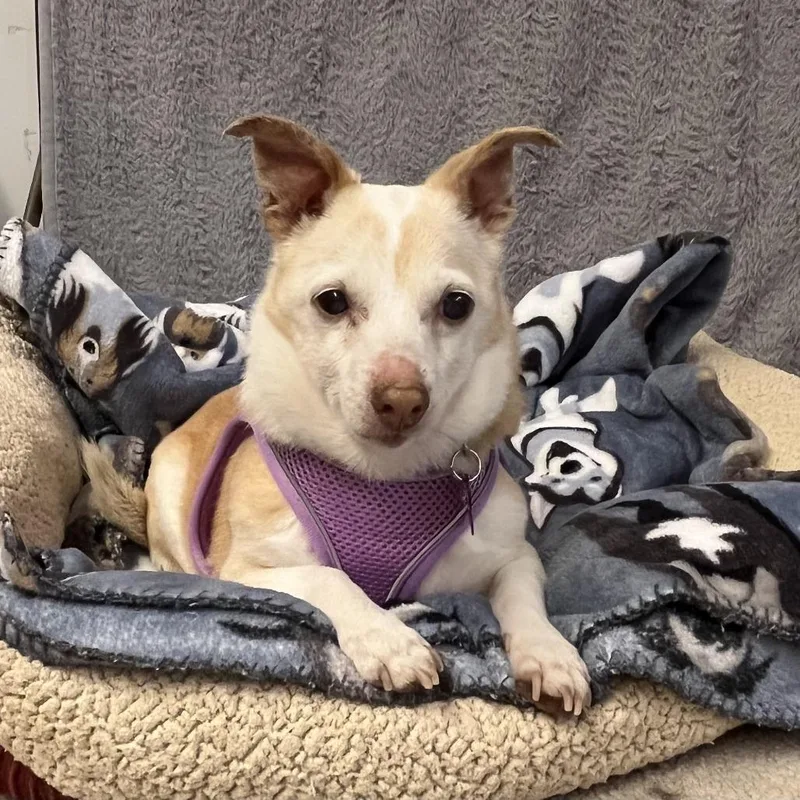 A senior small-sized female White / Cream Chihuahua dog named Aurora for adoption in San Francisco, CA