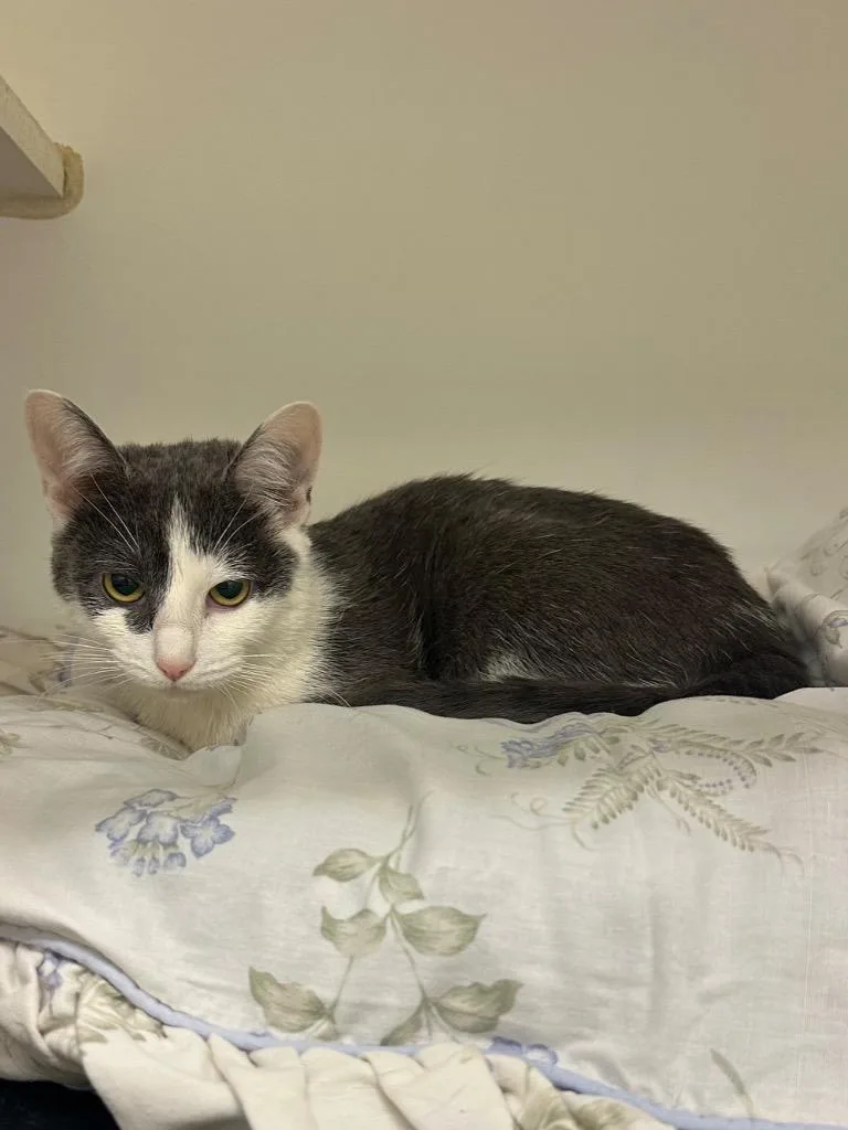 A baby medium-sized female Domestic Short Hair cat named Maisie for adoption in Johnson City, TN