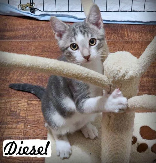 Diesel