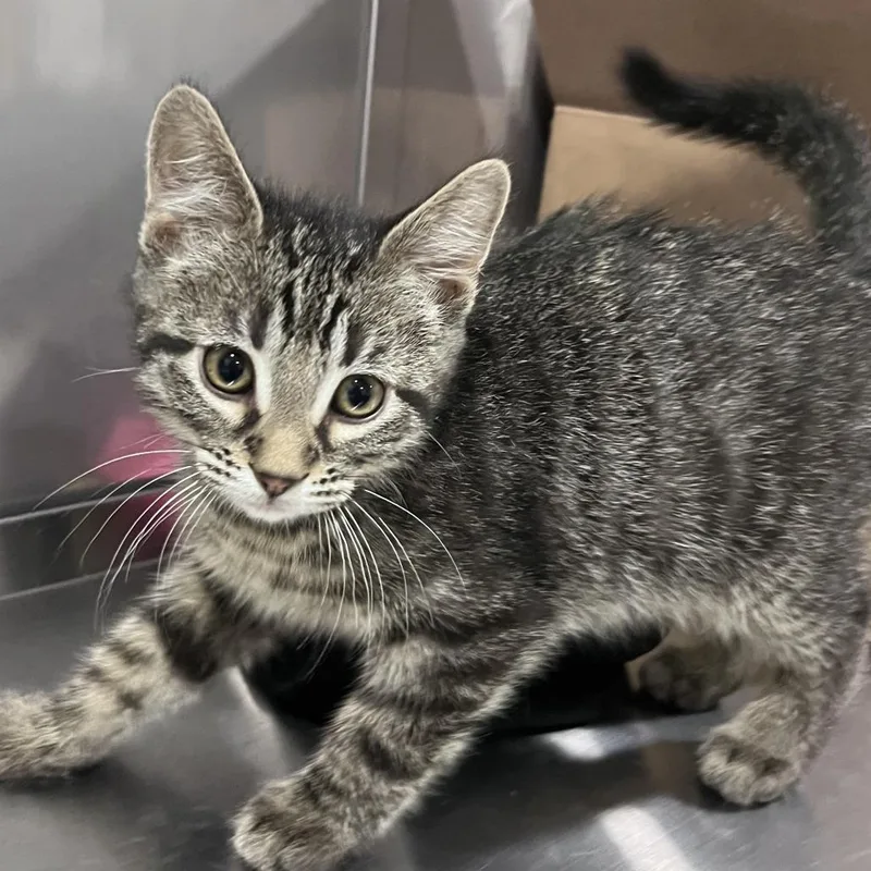A baby small-sized male Brown / Chocolate Domestic Short Hair cat named Freightliner for adoption in Washburn, MO