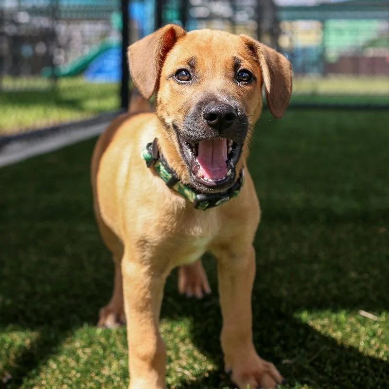 A baby medium-sized male Brown / Chocolate Mixed Breed dog named Punk Rock for adoption in Bradenton, FL