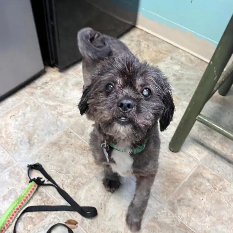 An adult small-sized male Black Lhasa Apso dog named Lima Bean for adoption in Boerne, TX
