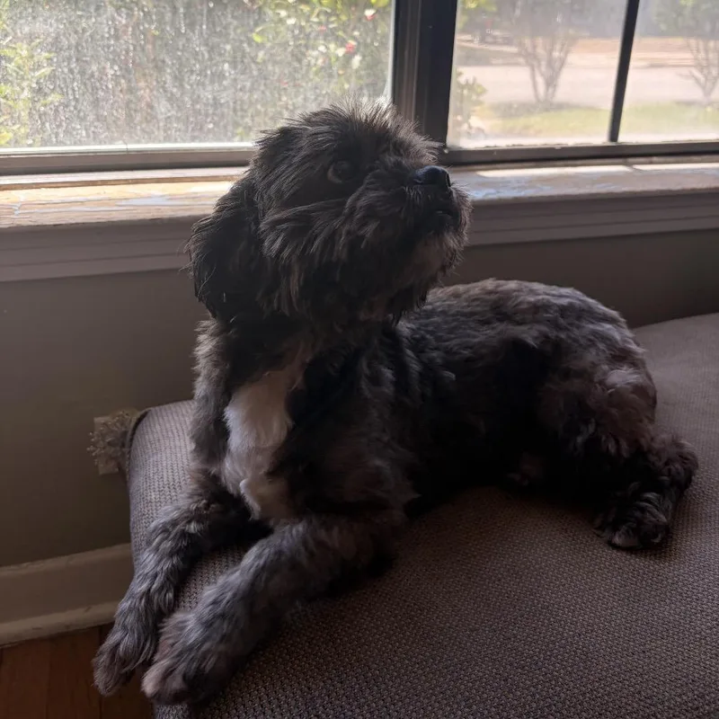 Lima Bean thumbnail 2