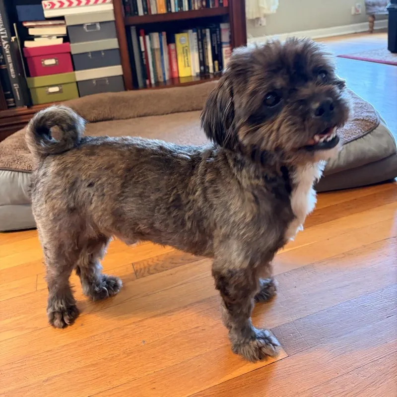 Lima Bean thumbnail 3