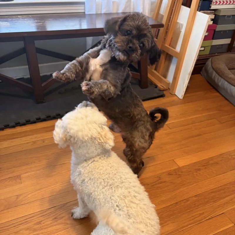 Lima Bean thumbnail 4