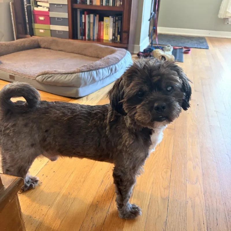 Lima Bean thumbnail 5