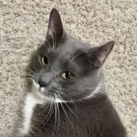 A young large-sized female Domestic Short Hair cat named Pantera for adoption in Cumming, GA