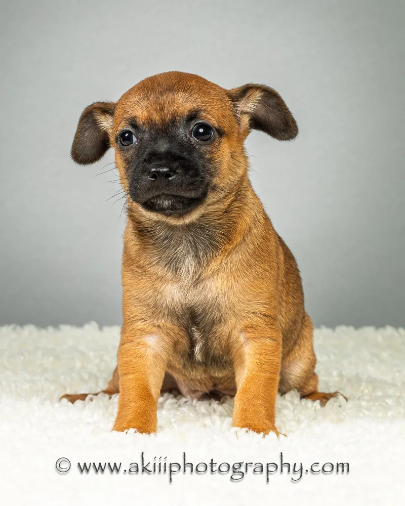A baby small-sized male Apricot / Beige Chihuahua dog named Dewey Puppy for adoption in Plano, TX