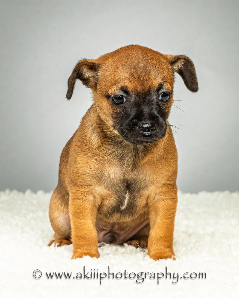 Dewey  Puppy  thumbnail 2
