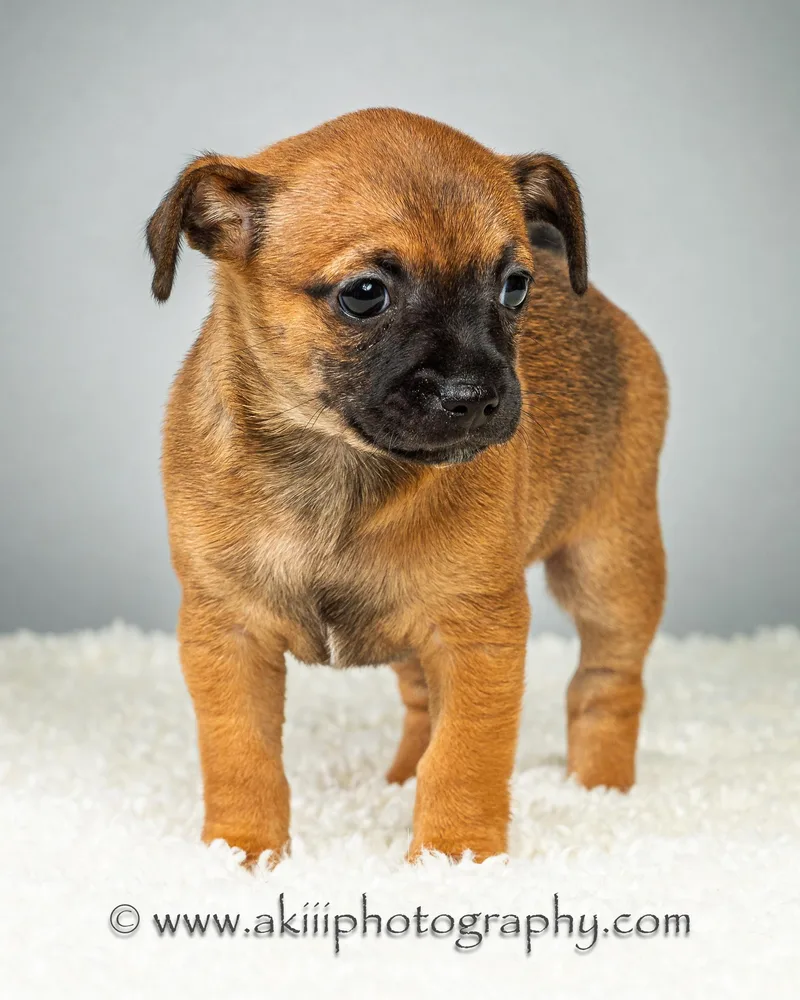 Dewey  Puppy  thumbnail 3