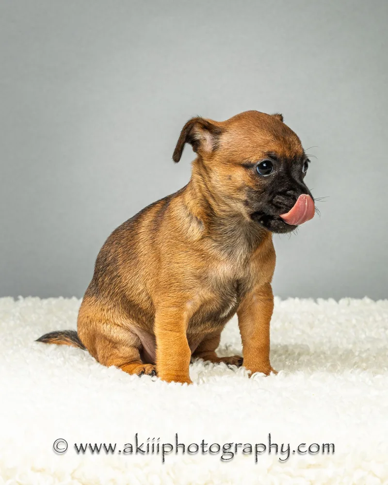 Dewey  Puppy  thumbnail 5