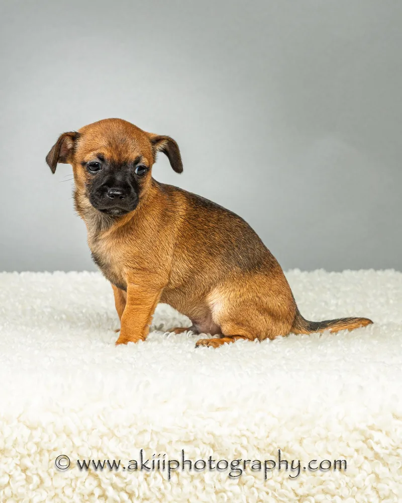 Dewey  Puppy  thumbnail 6