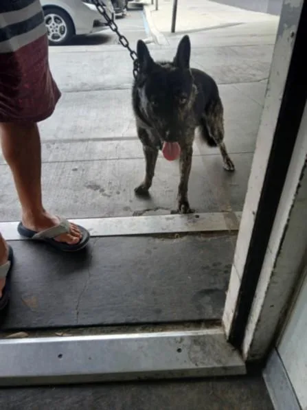 A young large-sized male German Shepherd Dog dog named Harry for adoption in Los Angeles, CA