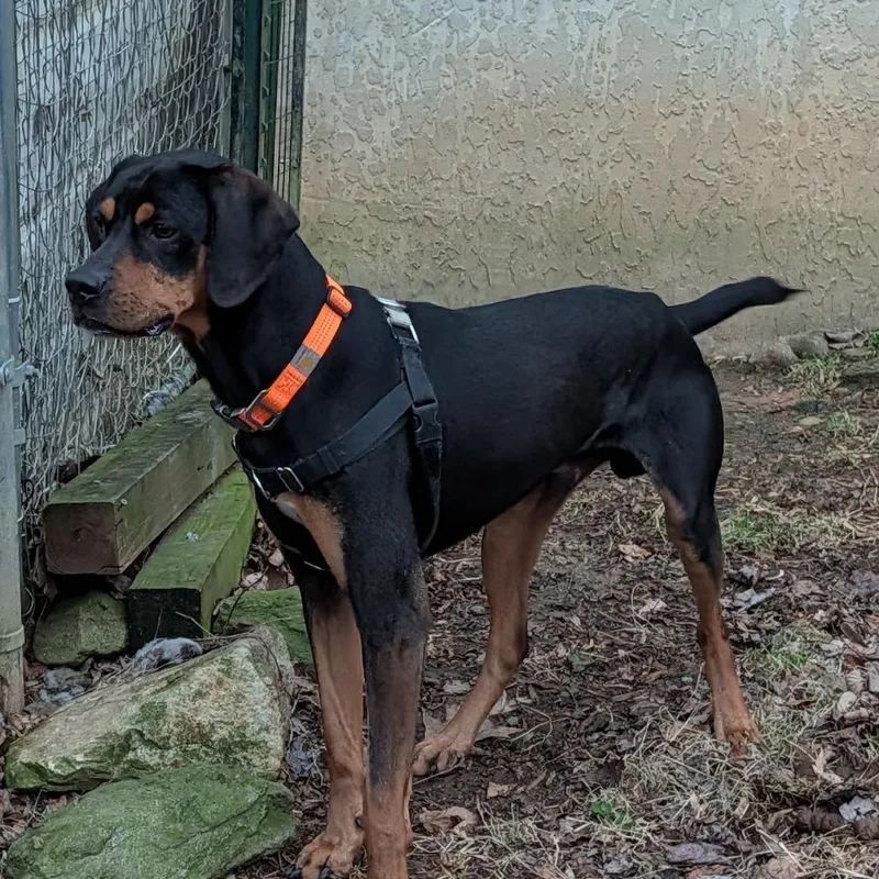 An adult medium-sized male Black Mixed Breed dog named Koda for adoption in Asheville, NC