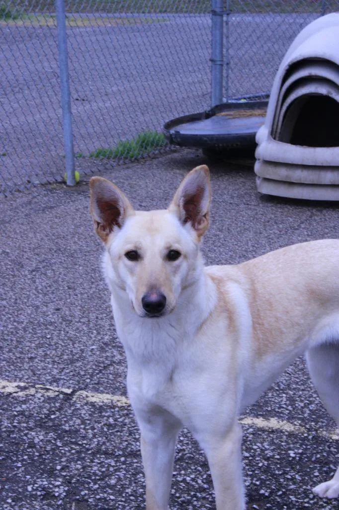 A young medium-sized female German Shepherd Dog dog named Kyla for adoption in Dyersburg, TN