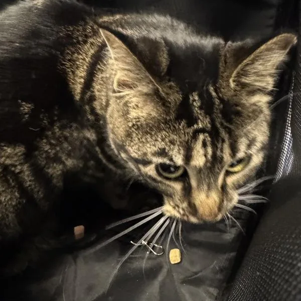 A young medium-sized male Domestic Short Hair cat named Mickey  Bonded Buddy for adoption in Des Moines, IA