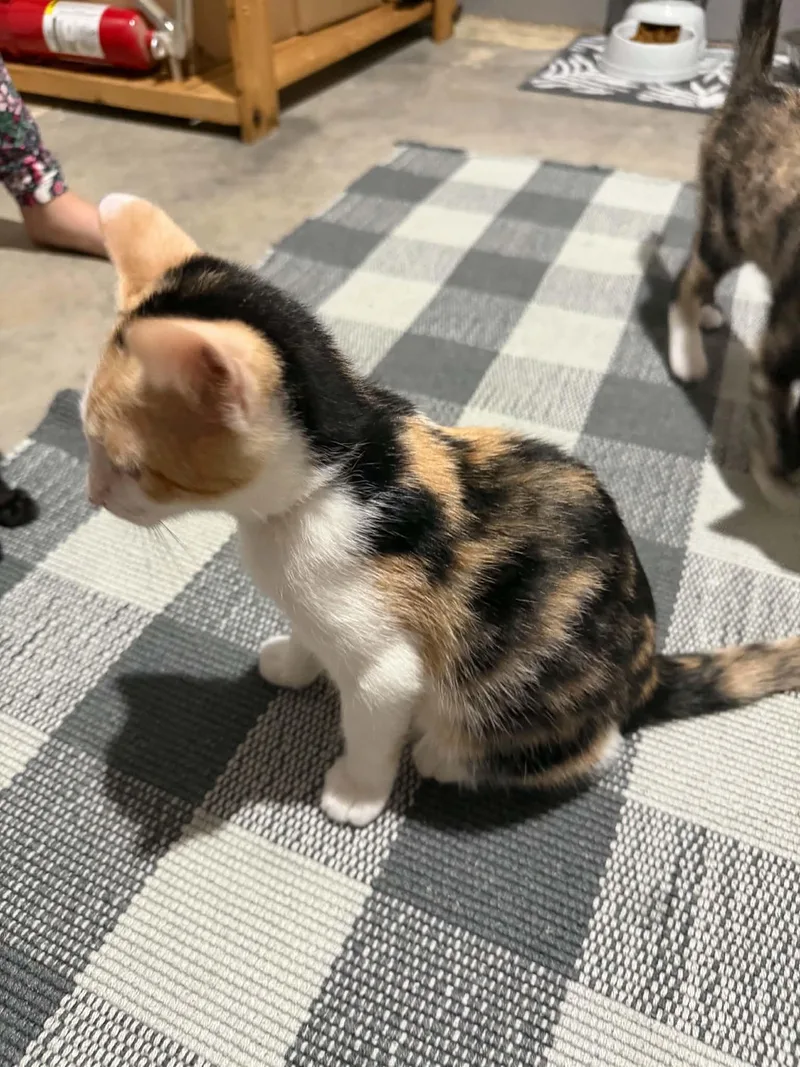 A young medium-sized female Calico Domestic Short Hair cat named Polka Dot for adoption in Dayton, TN