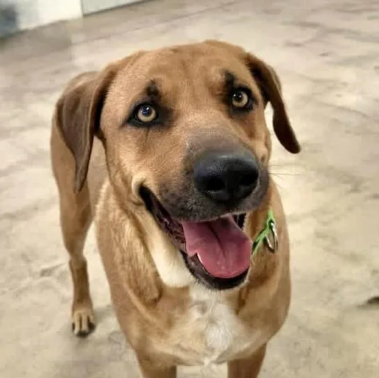 An adult large-sized female Redbone Coonhound dog named Cochise for adoption in Tucson, AZ