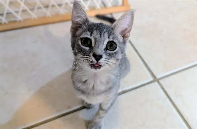 A baby small-sized female Domestic Short Hair cat named Puck for adoption in Ocala, FL